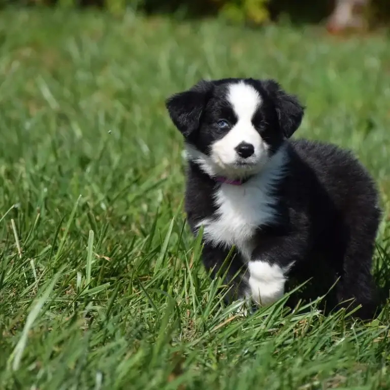 black-white-puppy