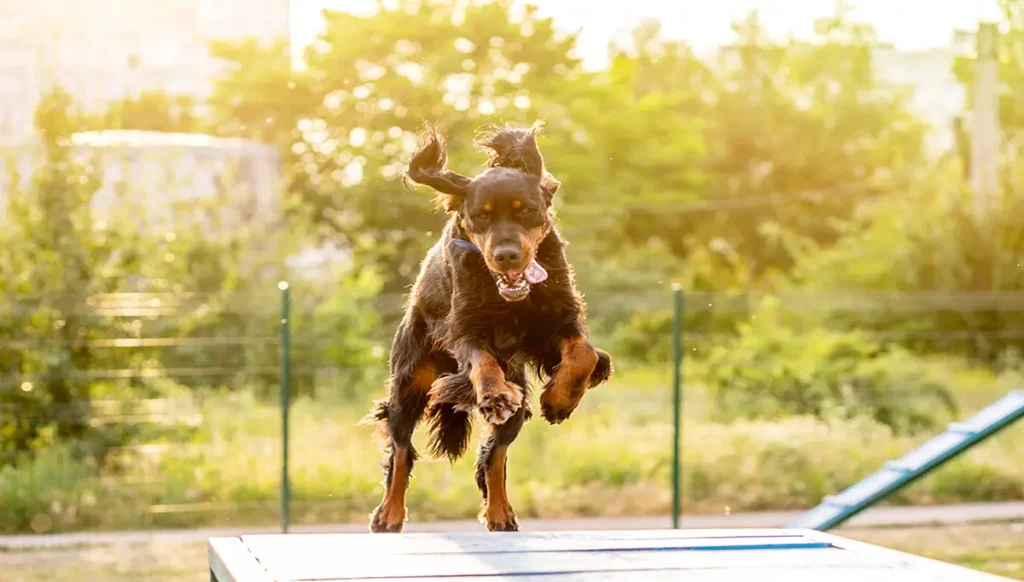 exercising-your-dog-on-an-obstacle-course